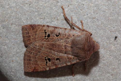 Réf. 65 064 : Conistra rubiginosa