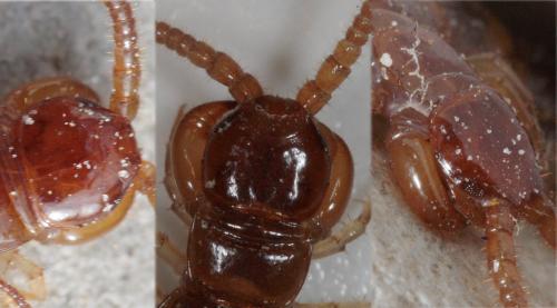 Lithobius forficatus
