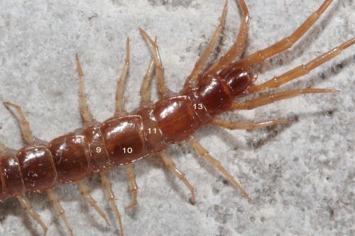 Lithobius forficatus