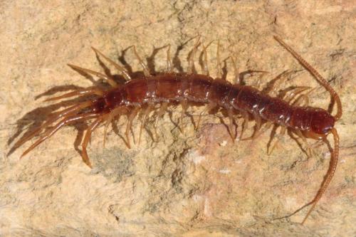 Lithobius forficatus
