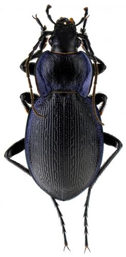 Réf. 65 699 : Carabus problematicus