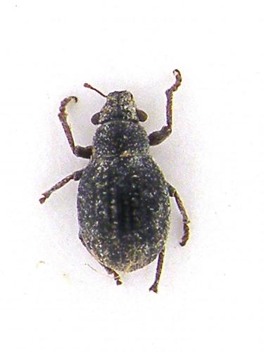 Réf. 65 467 : Strophosoma nebulosum