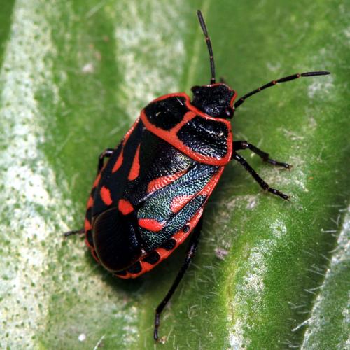 Eurydema fieberi