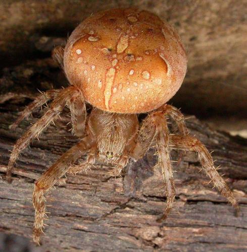 Araneus diadematus