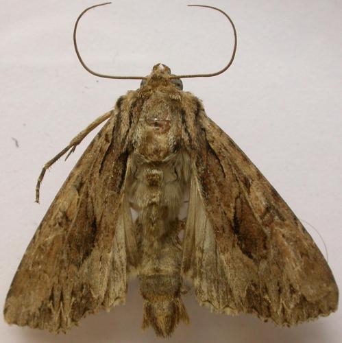 Réf. 65 059 : Apamea monoglypha