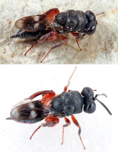 Hockeria sp.