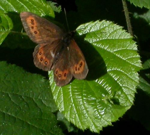 Erebia sp.