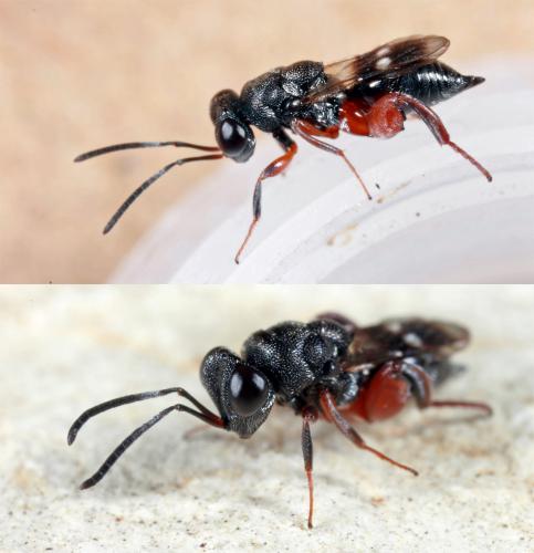 Réf. 65 989 : Hockeria sp.