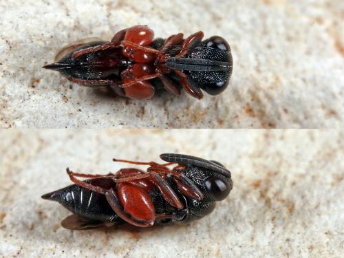Hockeria sp.