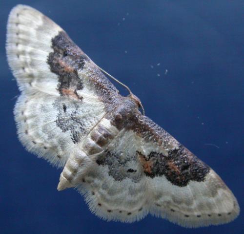 Idaea rusticata
