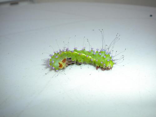 Saturnia pyri