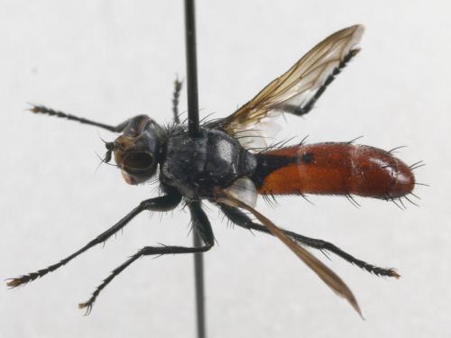 Réf. 65 316 : Cylindromyia bicolor