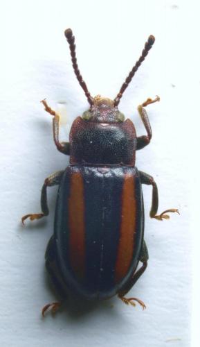 Réf. 65 319 : Callimodapsa percheroni