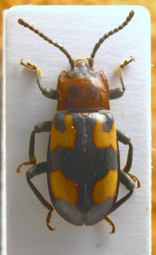 Réf. 65 318 : Indalmus oblongulus