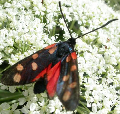 Zygaena transalpina