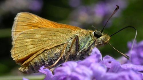 Ochlodes sylvanus