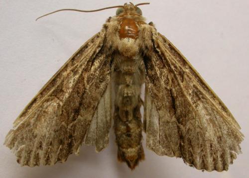 Réf. 65 060 : Apamea monoglypha