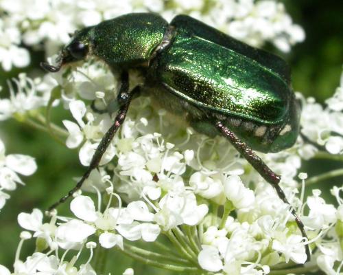 Gnorimus nobilis