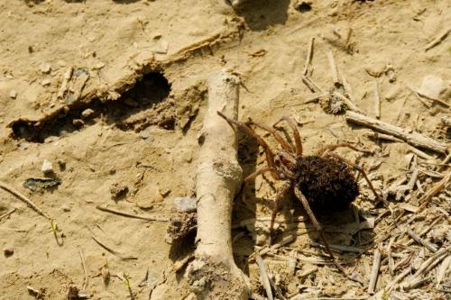 Réf. 65 488 : Hogna radiata
