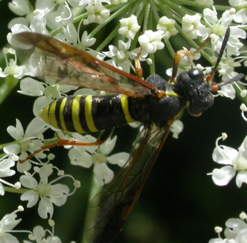 Réf. 65 408 : Tenthredo sp.