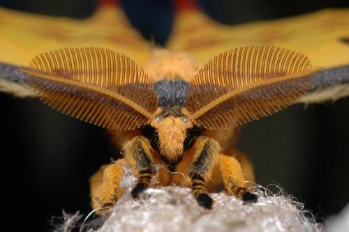 Argema mittrei
