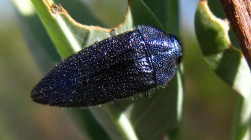 Acmaeodera sp.