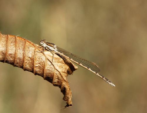 Réf. 65 633 : Sympecma fusca