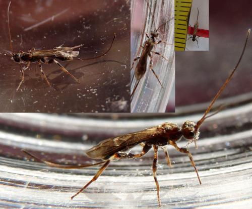 Doryctinae