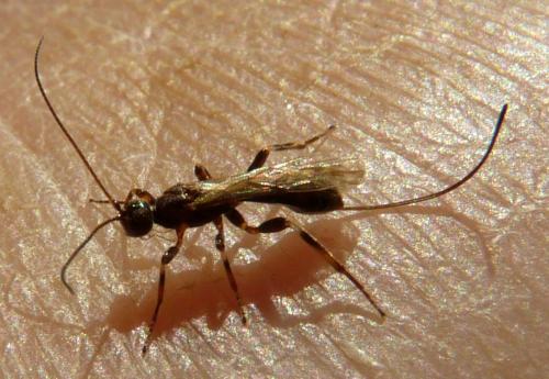 Doryctinae