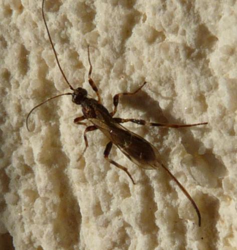 Doryctinae