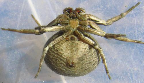 Xysticus sp.