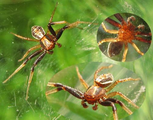 Xysticus sp.