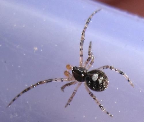 Theridion sp.