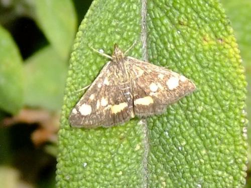 Réf. 65 056 : Pyrausta aurata