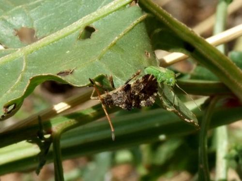 Réf. 65 055 : Centrocoris sp.