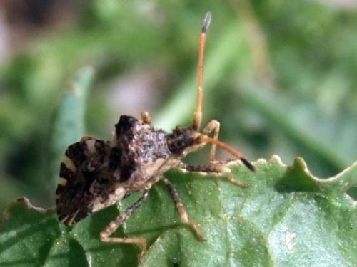 Centrocoris variegatus