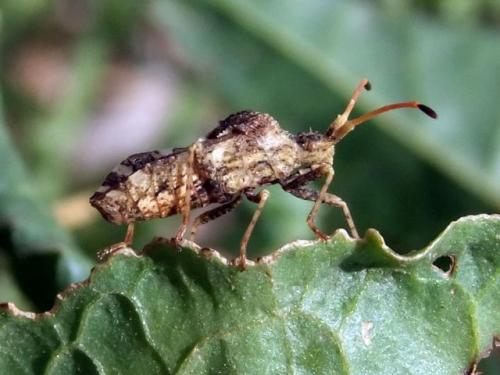 Centrocoris sp.