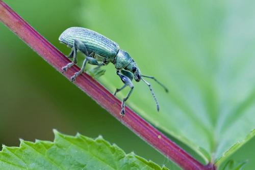 Réf. 65 136 : Phyllobius pomaceus