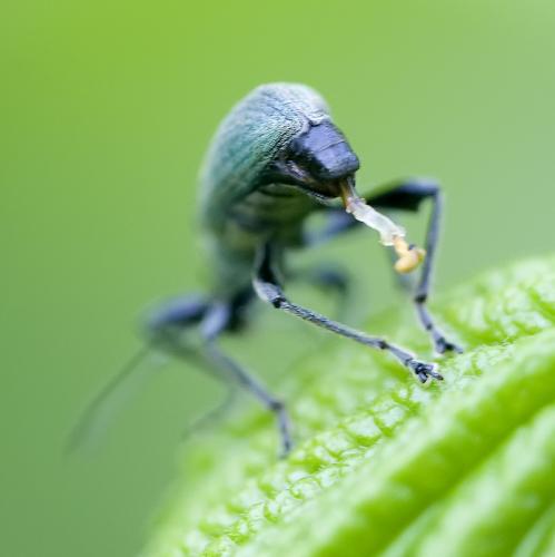 Phyllobius pomaceus