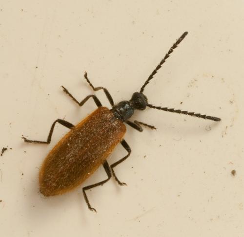 Réf. 65 382 : Lagria sp.