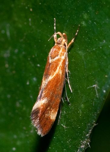 Metalampra sp.