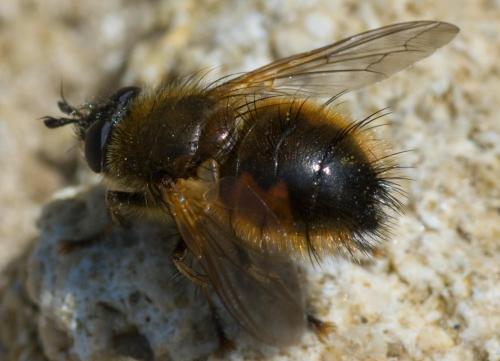 Réf. 65 292 : Tachina lurida