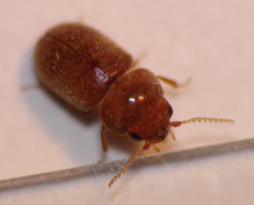 Lasioderma serricorne