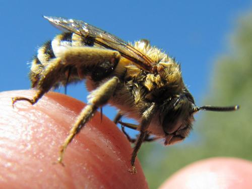 Amegilla albigena