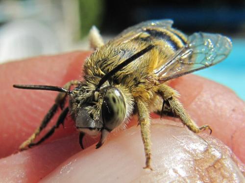 Amegilla albigena