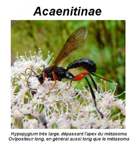 Phaenolobus sp.