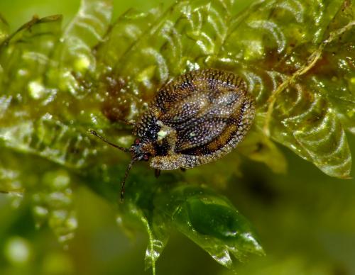 Acalypta musci
