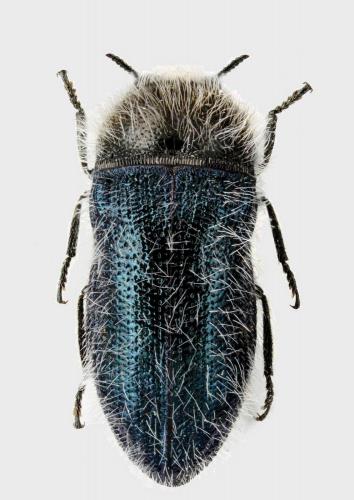 Acmaeoderella cyanipennis hispana
