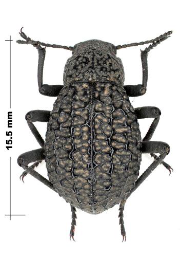 Adesmia sp.