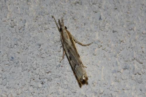 Réf. 65 246 : Agriphila geniculea